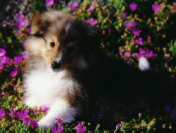 Baby bear 2 picture