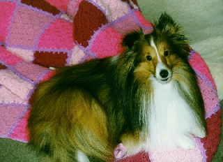 Laddie