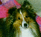 laddie