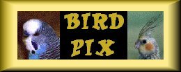 to Bird Pix