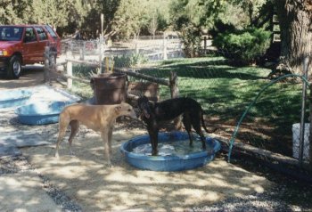 Dog race - photo 7