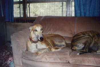 Dog race - photo 10