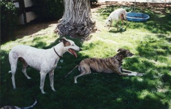 Dog race - photo 9