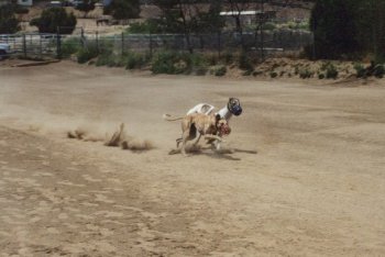 Dog race - photo 5