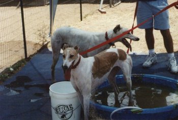 Dog race - photo 6
