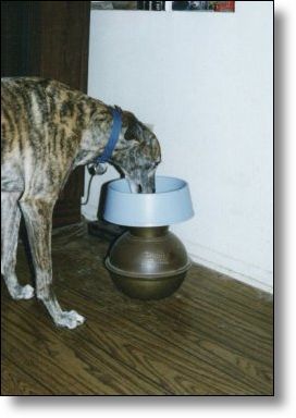 Daisy Mae eating dinner on her spittoon table.