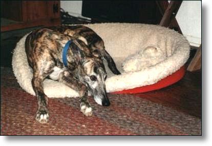 Daisy Mae relaxing in her dog bed.