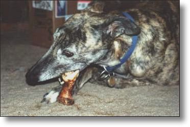 Daisy Mae enjoying a treat.