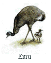 Emu