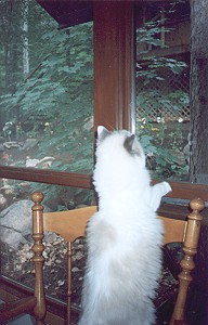 Birdwatching