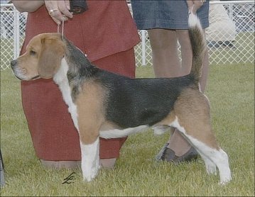 'Reserve Winners Dog'