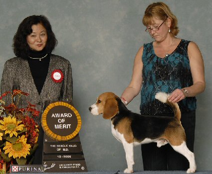 'Award of Merit'