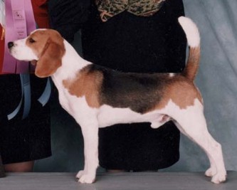 Am Ch Daf-I-Dales's Pied Piper CD x Ch Daf-I-Dale's Twist of Fate