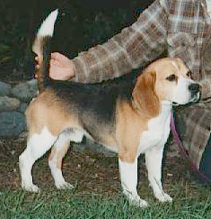 Bruiser