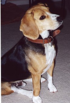 Buddy