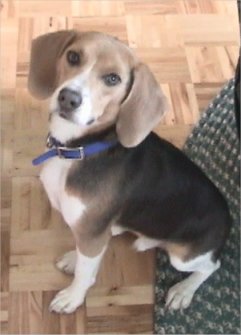 Cooper