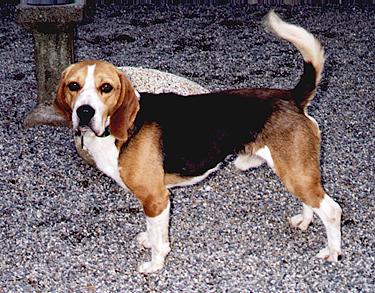 HOWIE