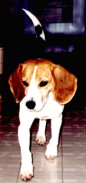 Maggie