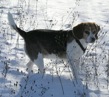Molly
