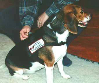 Bailey