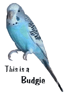 Parakeet