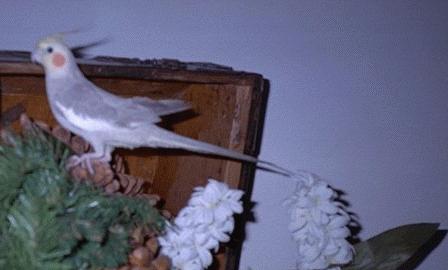 Cockatiel