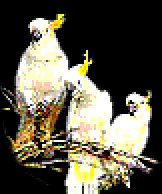 Cockatoo