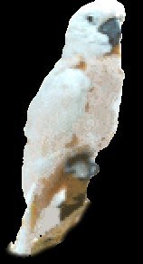 Cockatoo