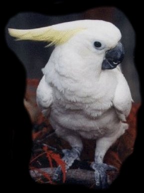 Cockatoo