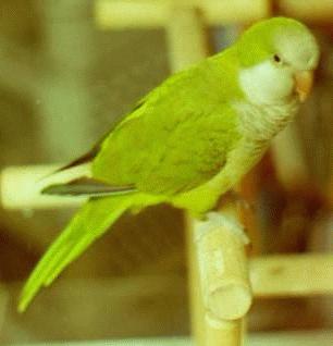 Parakeet
