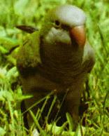 Parakeet