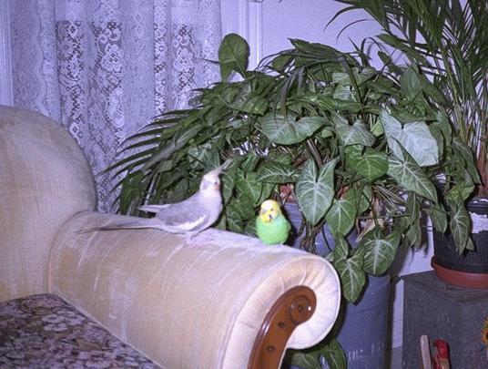 Lucky & Figero