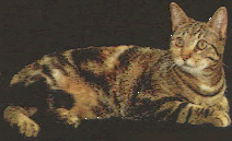 La foto di Romy