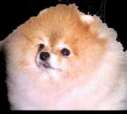 Pekingese