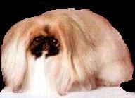 Pekingese