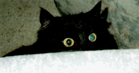 Out cute cat butterkupp