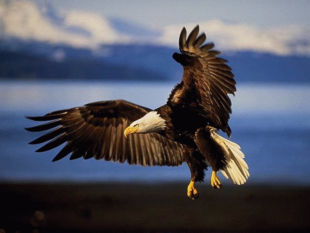 /user/eagle.jpg