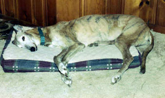 Dream, December 2002