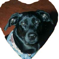 Bandit