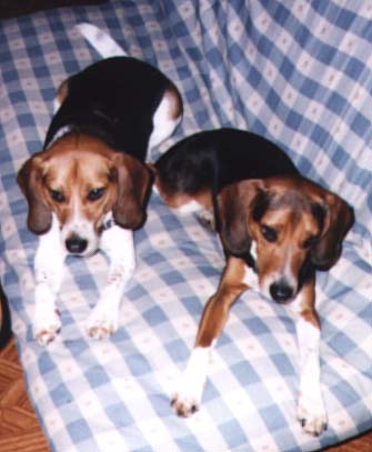 Charlie *B* 
and Tucker