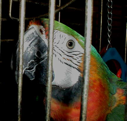 Brightly colored Macaw named C.J.