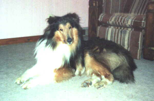 Photo of a beautiful multicolored collie