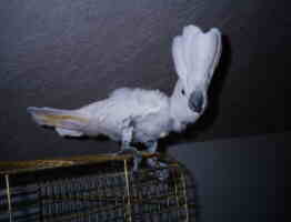 Photo of Hannah, an Umbrella Cockatoo