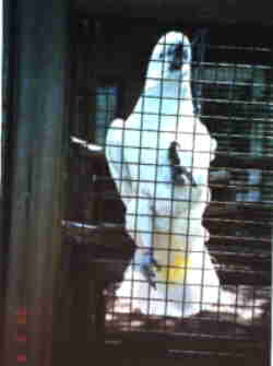 Cockatoo in a cage