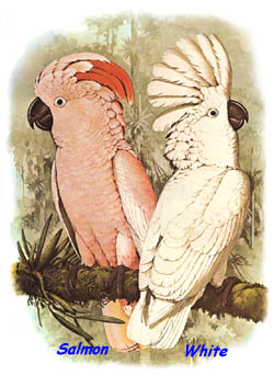 photo of two cockatoos