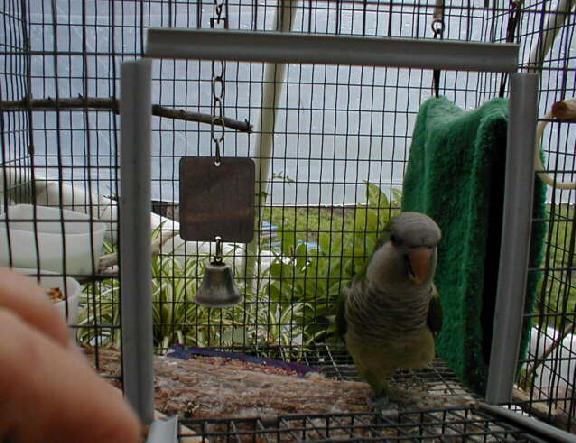 Handicapped Quaker Parrot with a visibly bold attitude