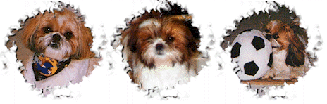 collage3.gif (39415 bytes)