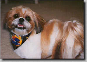 After going to the groomers before Halloween - Piper is very happy to be home.  (10/97  9K)