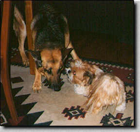 Piper playing with Meg.  (12/97  12K)
