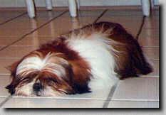 Picture of Piper sleeping on the floor. (Fall 96 7K)
